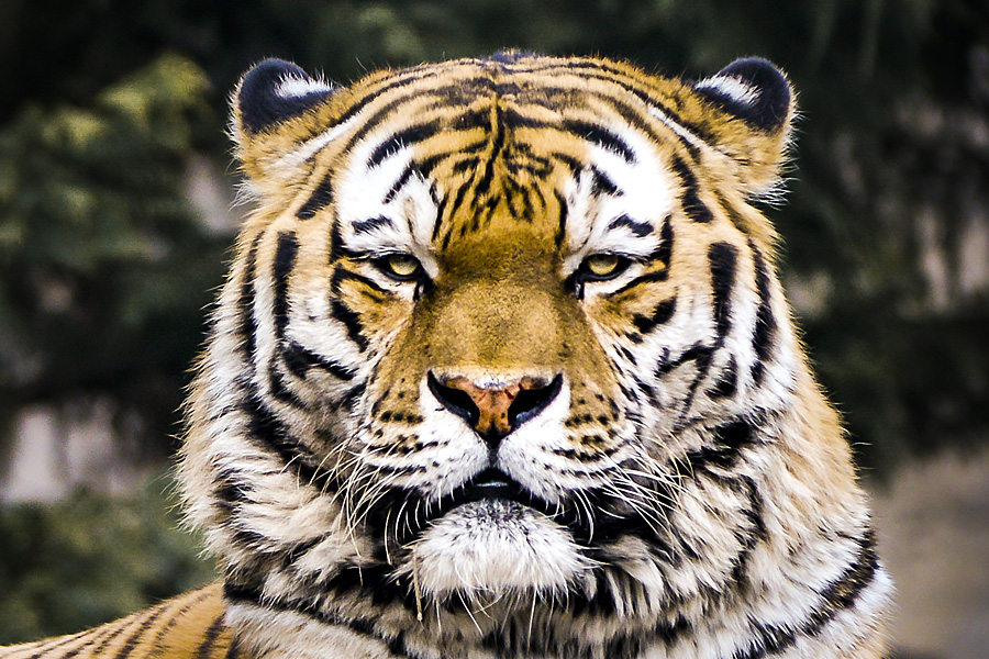 Elefant, Tiger Workshop