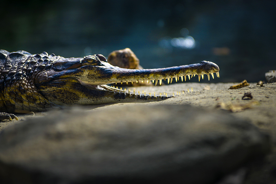 Ein Fotokurs im Leipziger Zoo