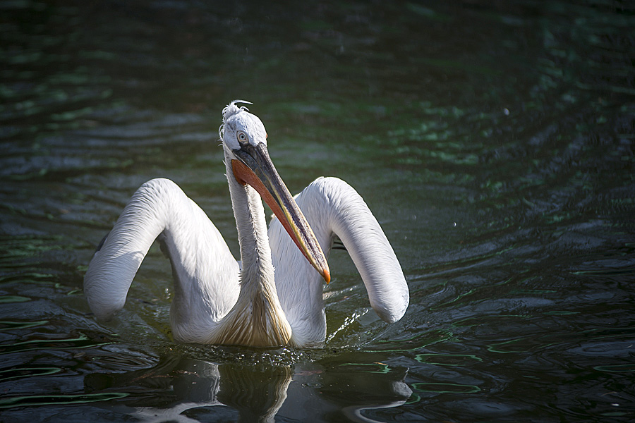 fotosafari-workshop-zoo