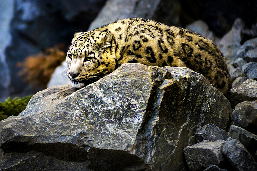bessere fotos im zoo leipzig