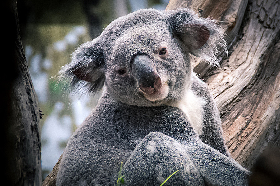 Fotosafari-Gutschei-ZOO-leipzig